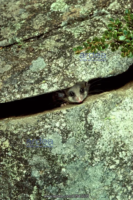 : Mountain pygmy-possum (Burramys parvus) lives in : Mountain pygmy-possum (Burramys parvus) lives in