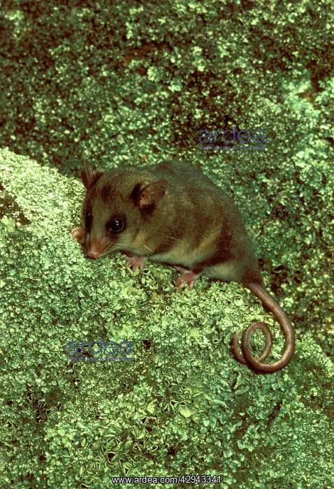 : Mountain pygmy-possum (Burramys parvus) Lives amongst : Mountain pygmy-possum (Burramys parvus) Lives amongst