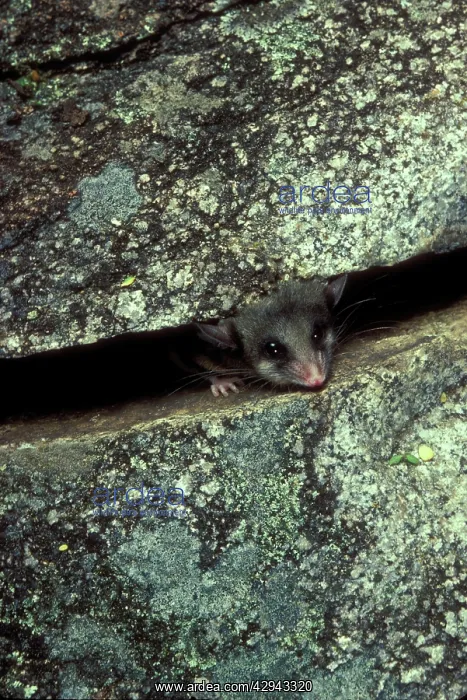 : Mountain pygmy-possum (Burramys parvus) peeering : Mountain pygmy-possum (Burramys parvus) peeering
