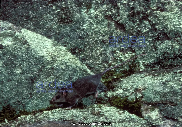 : Mountain pygmy-possum (Burramys parvus) running : Mountain pygmy-possum (Burramys parvus) running