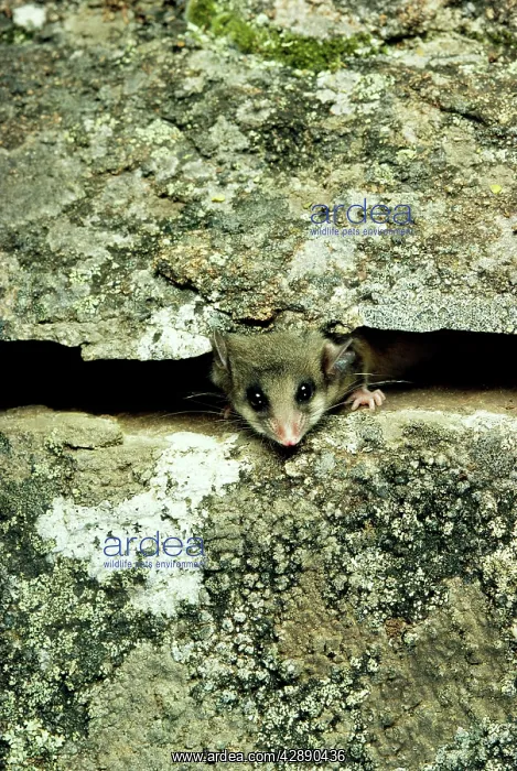 : Mountain Pygmy-Possum - Peaking through crevice in rock : Mountain Pygmy-Possum - Peaking through crevice in rock