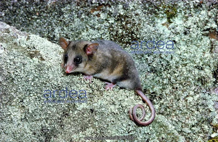 : Mountain Pygmy-Possum - On rock : Mountain Pygmy-Possum - On rock