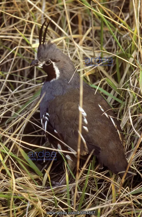 : Mountain Quail : Mountain Quail