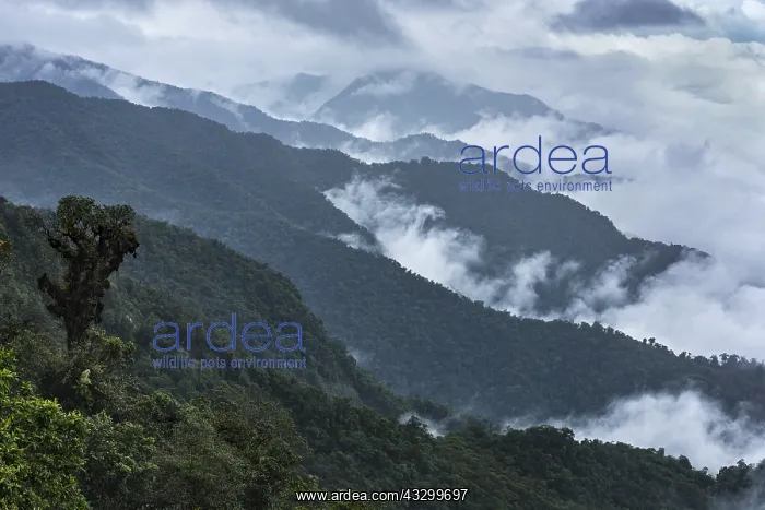 : mountain rainforest at the Andes with clouds, Putumayo : mountain rainforest at the Andes with clouds, Putumayo