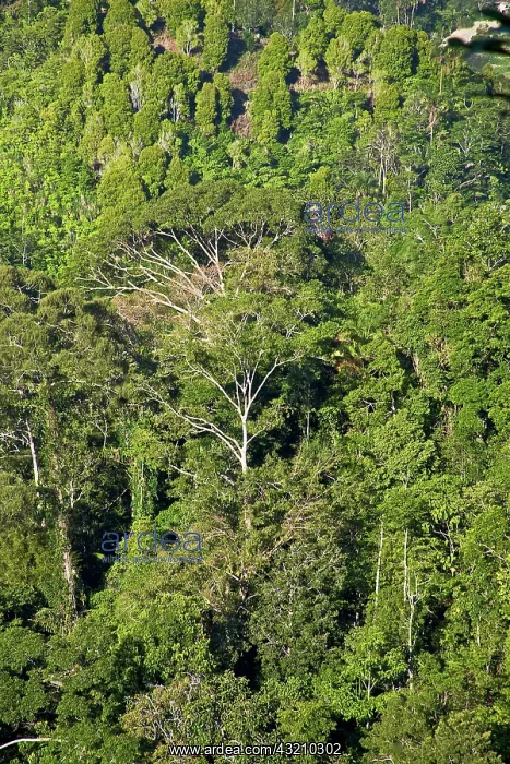 : Mountain rainforest landscape, Morowali : Mountain rainforest landscape, Morowali