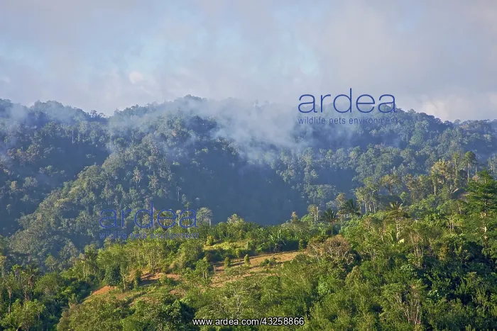 : Mountain rainforest landscape, Morowali : Mountain rainforest landscape, Morowali