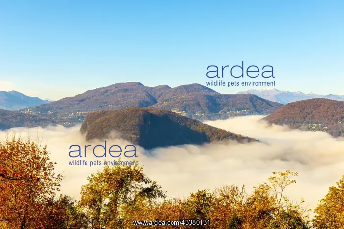 : Mountain Range on the Border to Italy on Lake Lugano : Mountain Range on the Border to Italy on Lake Lugano