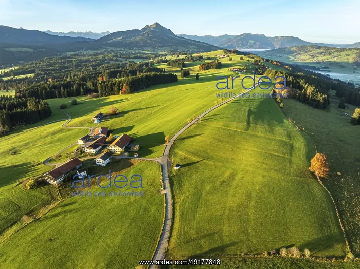 : Mountain range near village Wertach : Mountain range near village Wertach