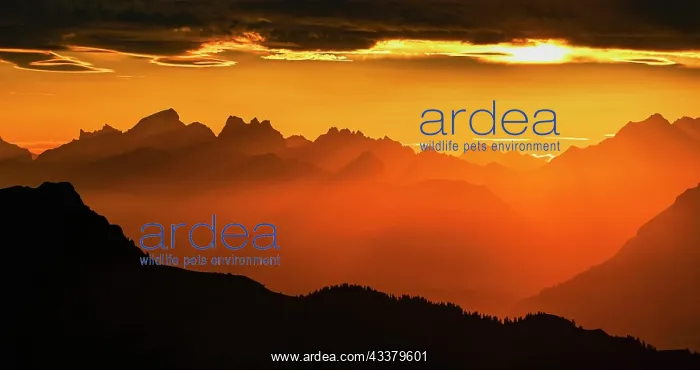  : Mountain ranges in the morning light, Brienzer Rothorn