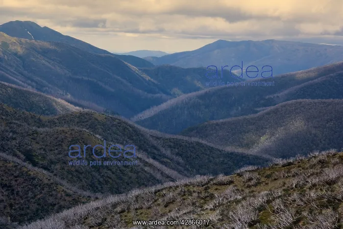 : Mountain Ranges around Mt. Hotham Alpine Resort : Mountain Ranges around Mt. Hotham Alpine Resort