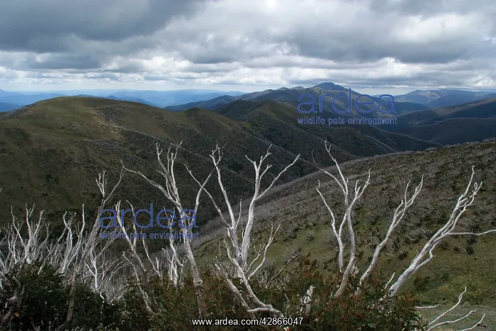 : Mountain Ranges around Mt. Hotham Alpine Resort : Mountain Ranges around Mt. Hotham Alpine Resort