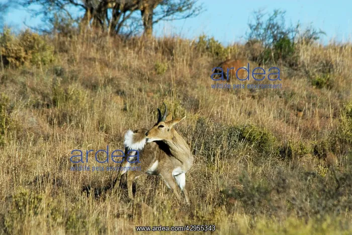 : Mountain Reedbuck - male grooming : Mountain Reedbuck - male grooming