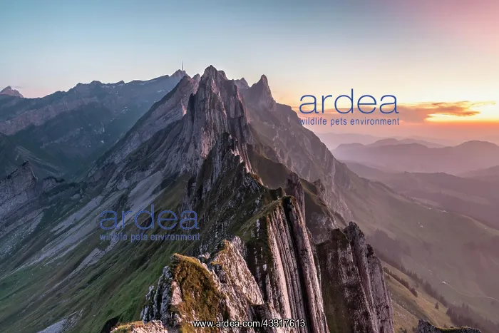 : Mountain ridge in the Alpstein range in evening : Mountain ridge in the Alpstein range in evening