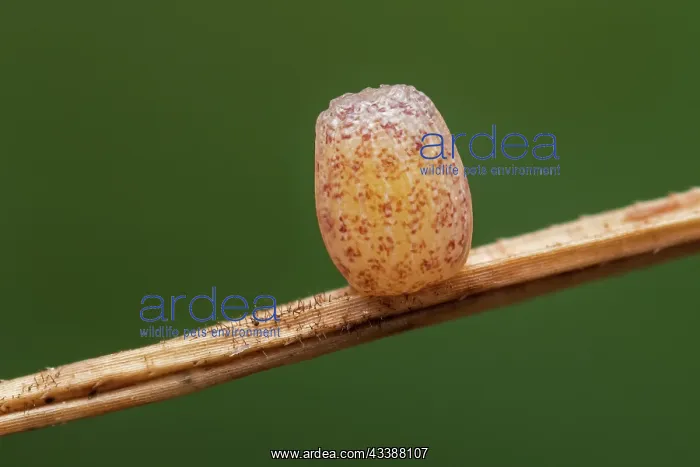 : Mountain Ringlet (Erebia epiphron) egg of butter : Mountain Ringlet (Erebia epiphron) egg of butter