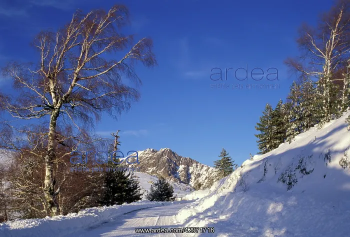 : Mountain road in snow : Mountain road in snow