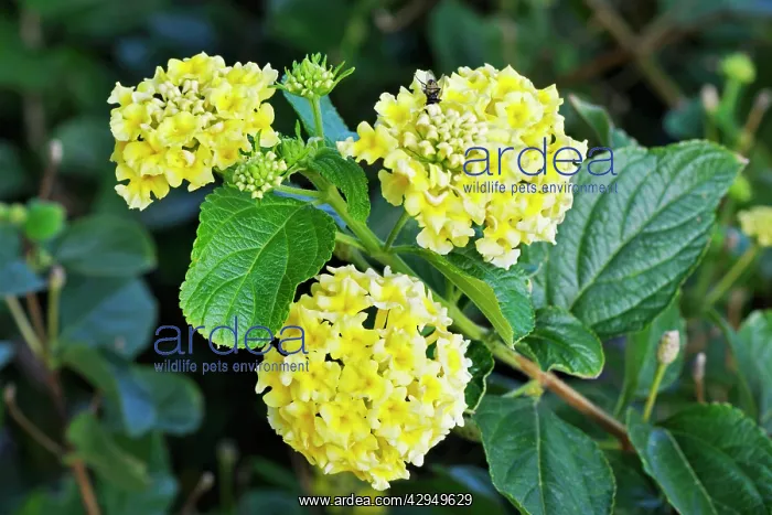 : Mountain Sage : Mountain Sage