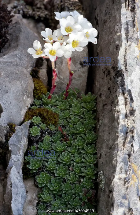 : Mountain Saxifrage - on limestone at Vikos Gorge : Mountain Saxifrage - on limestone at Vikos Gorge