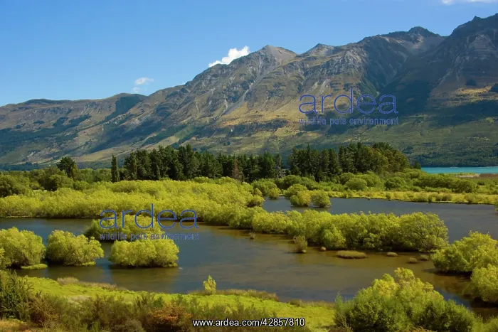 : Mountain Scenery - Dart River Valley and surrounding : Mountain Scenery - Dart River Valley and surrounding