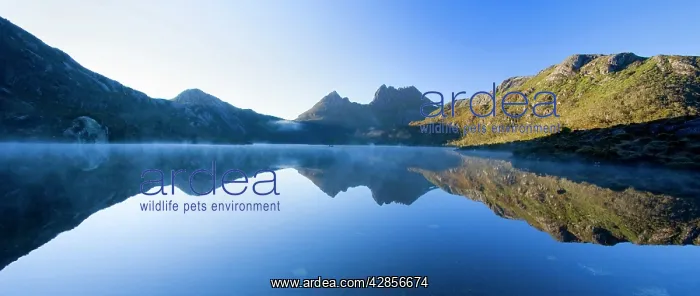 : Mountain scenery - Dove Lake in front of massive : Mountain scenery - Dove Lake in front of massive