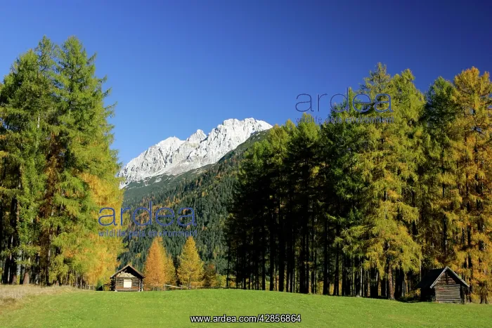 : Mountain scenery - fall coloured larches and mountains : Mountain scenery - fall coloured larches and mountains