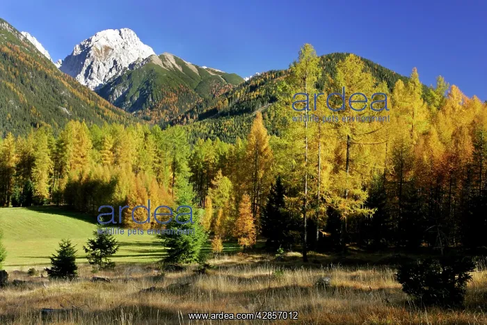 : Mountain scenery - fall coloured larches and mountains : Mountain scenery - fall coloured larches and mountains