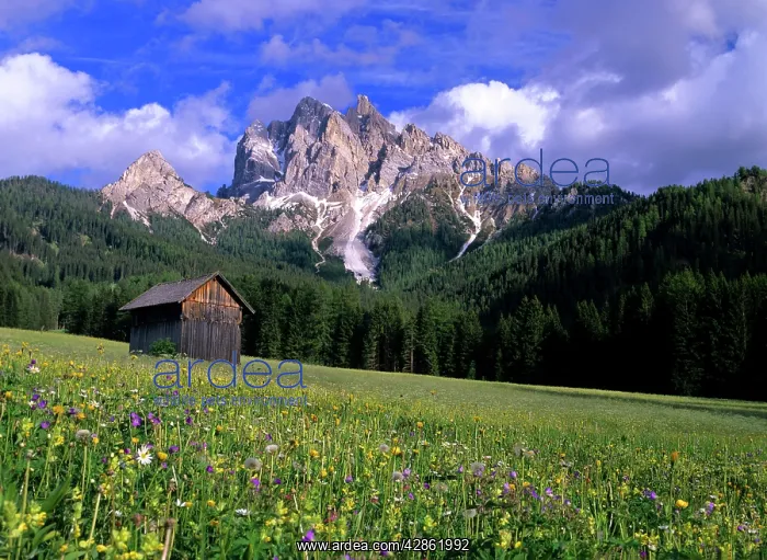 : Mountain scenery with flowering meadow and hut : Mountain scenery with flowering meadow and hut
