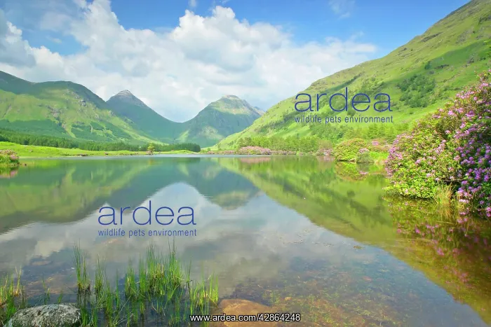 : Mountain Scenery - reflection of Buachaille Etive : Mountain Scenery - reflection of Buachaille Etive