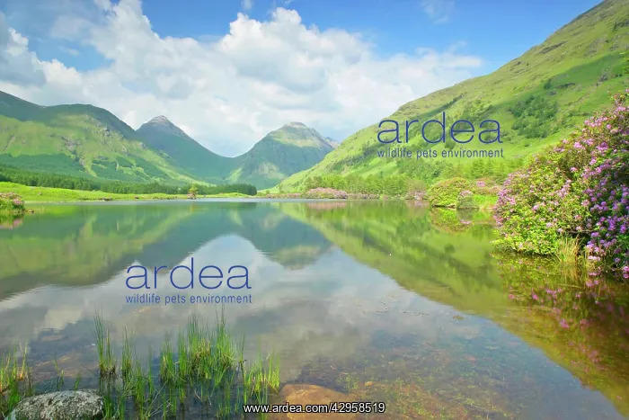 : Mountain Scenery - reflection of Buachaille Etive : Mountain Scenery - reflection of Buachaille Etive