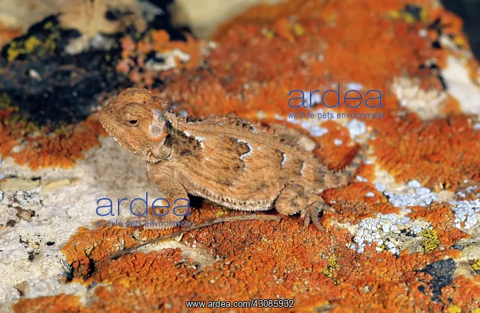 : Mountain Short-horned Lizard : Mountain Short-horned Lizard