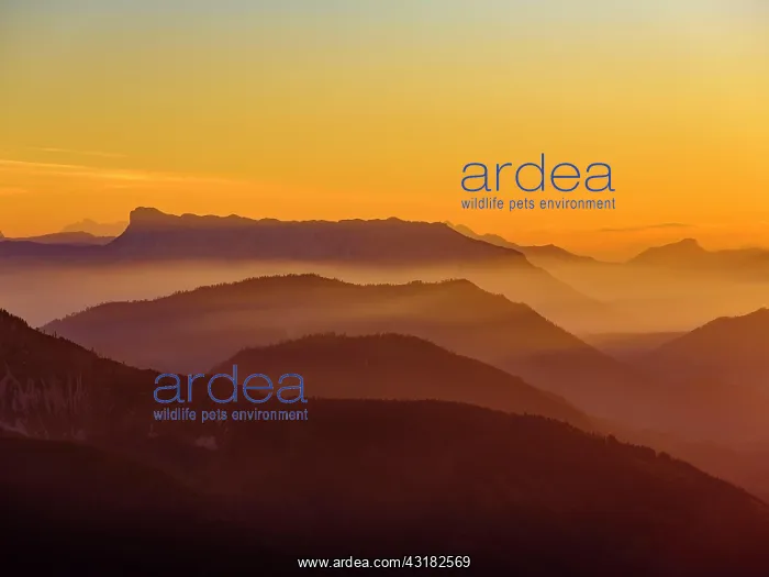 : Mountain silhouettes at dusk, Alpine panorama from : Mountain silhouettes at dusk, Alpine panorama from