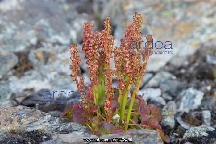  : Mountain Sorrel