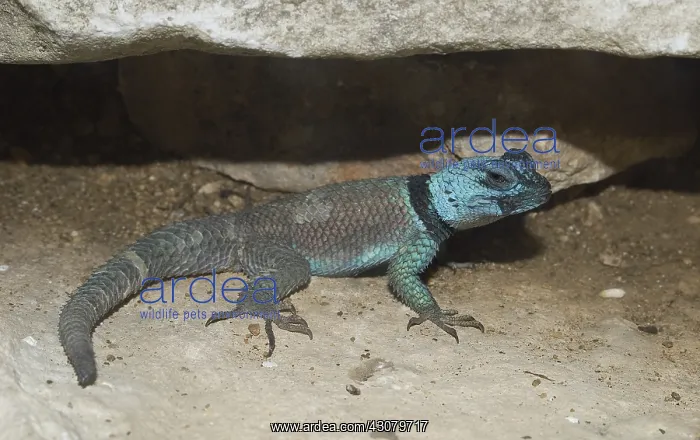 : Mountain spiny lizard : Mountain spiny lizard