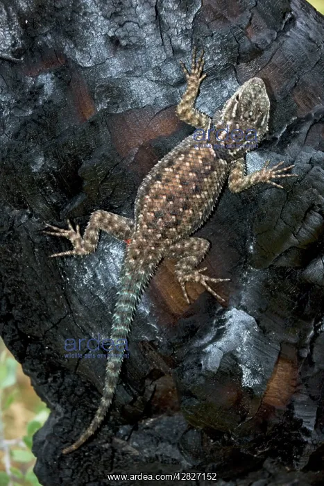 : Mountain Spiny Lizard - On log burned by forest : Mountain Spiny Lizard - On log burned by forest