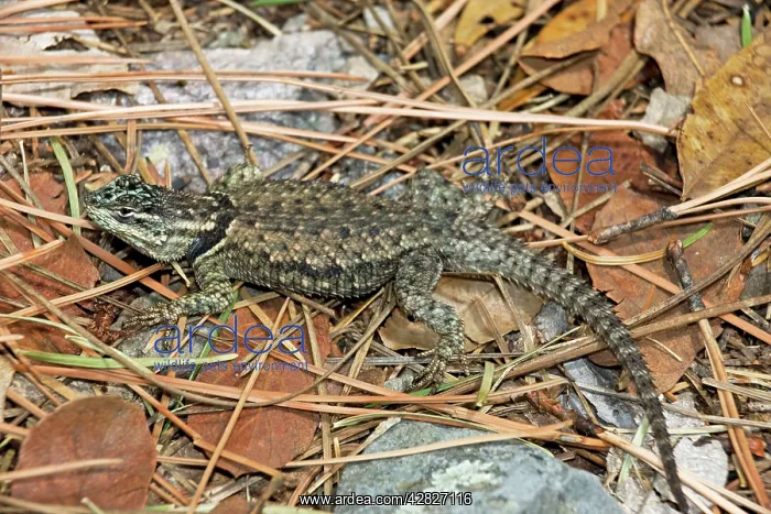 : Mountain Spiny Lizard On log burned by forest fire : Mountain Spiny Lizard On log burned by forest fire