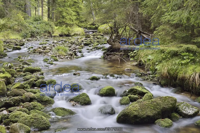 : Mountain stream in autumn, Bavarian Forest National Park : Mountain stream in autumn, Bavarian Forest National Park