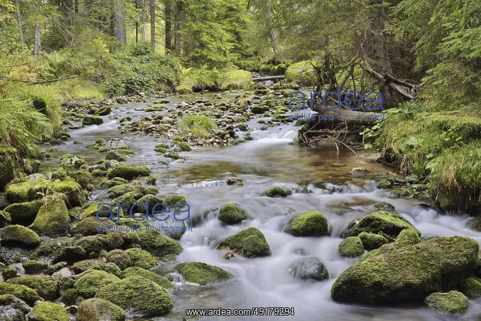 : Mountain stream in autumn, Bavarian Forest National Park : Mountain stream in autumn, Bavarian Forest National Park