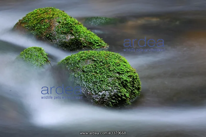  : Mountain stream in the Bavarian Forest National