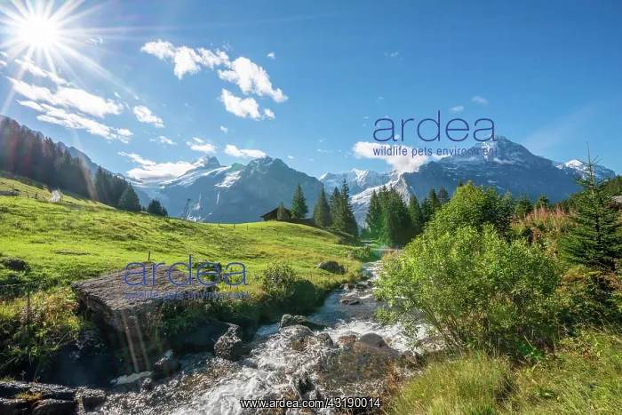 : Mountain stream in bright sunshine, snow-covered : Mountain stream in bright sunshine, snow-covered
