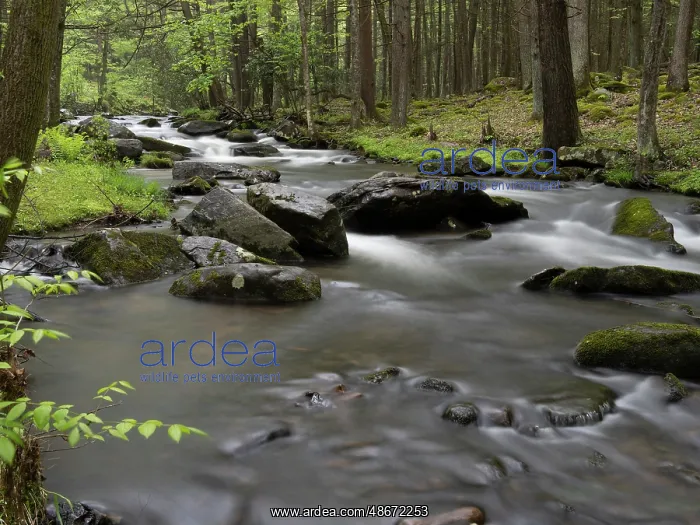 : Mountain stream, Central Pennsylvania, USA : Mountain stream, Central Pennsylvania, USA