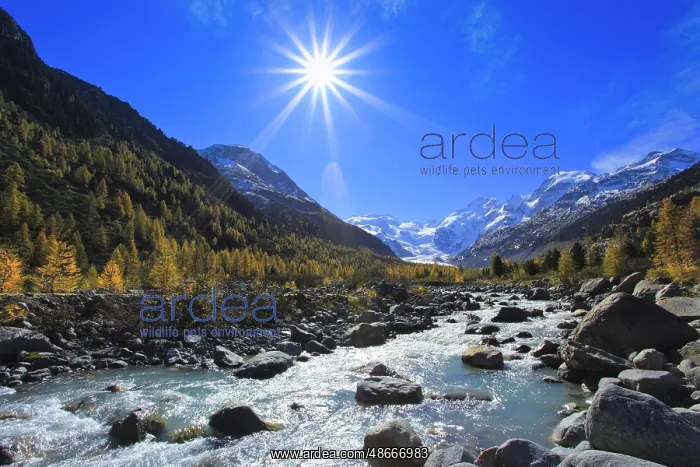 : Mountain stream, larch forest, Piz Palic, 3905 m, Piz : Mountain stream, larch forest, Piz Palic, 3905 m, Piz