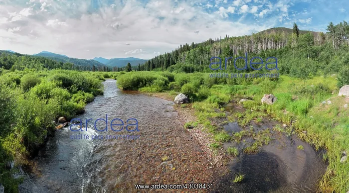 : Mountain Stream through meadow in New Mexico January in : Mountain Stream through meadow in New Mexico January in