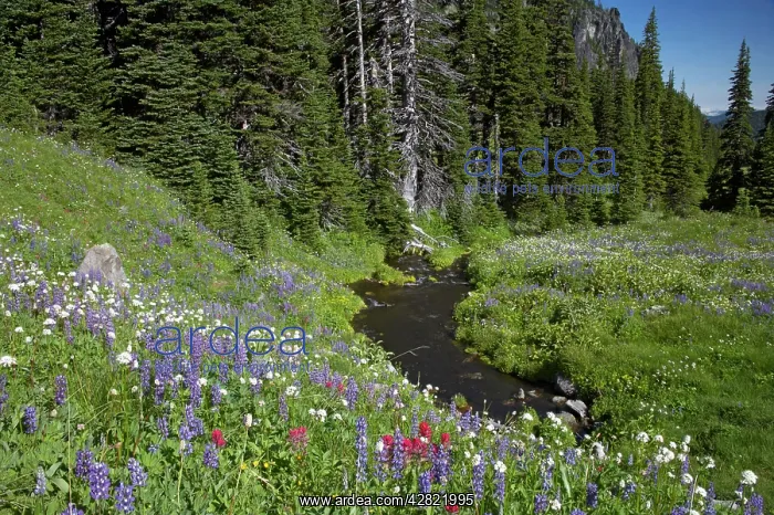 : Mountain Stream running through flower filled subalpine : Mountain Stream running through flower filled subalpine