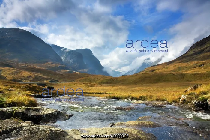 : Mountain Stream - view looking down the valley : Mountain Stream - view looking down the valley