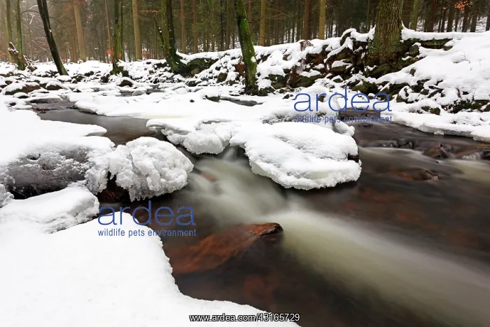 : Mountain stream in winter : Mountain stream in winter