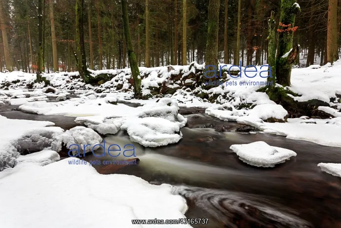 : Mountain stream in winter : Mountain stream in winter