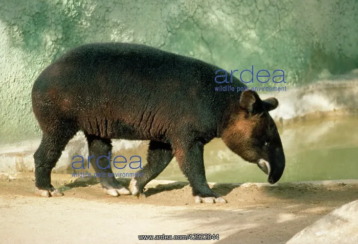  : MOUNTAIN TAPIR