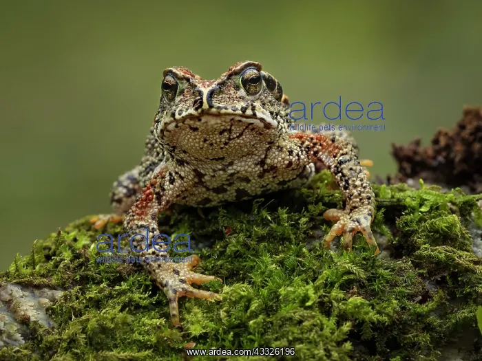 : Mountain toad (Incilius bocourti), Guatemala : Mountain toad (Incilius bocourti), Guatemala