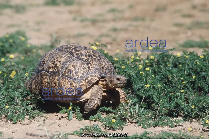 : MOUNTAIN TORTOISE : MOUNTAIN TORTOISE