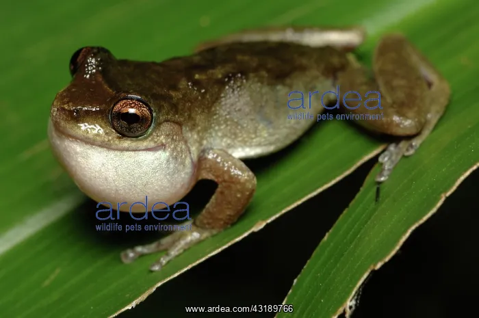 : Mountain Treefrog (Litoria rheocola) calling : Mountain Treefrog (Litoria rheocola) calling