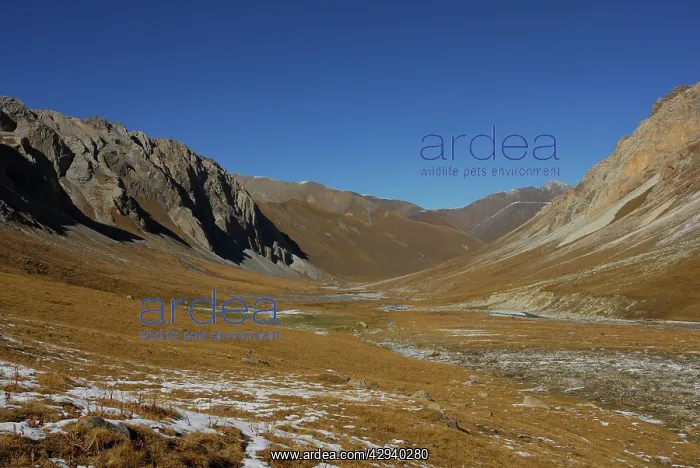 : Mountain valley, Tienschan : Mountain valley, Tienschan